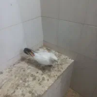 کفتر|پرنده|لالجین, |دیوار