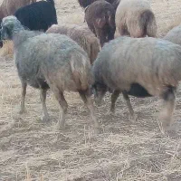 میش فروشی|حیوانات مزرعه|شیراز, دروازه قران|دیوار