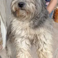 سگ پاکوتاه