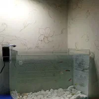 آکواریوم شرکتی