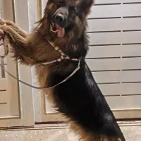 سگ ژرمن شپرت اصل