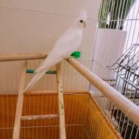 عروس هلندی ماده