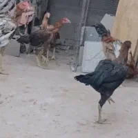 جوجه مرغ و خروس لاری