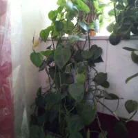 گلهای آپرتمانی|گل و گیاه طبیعی|یزد, |دیوار