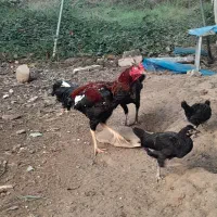 تخم نطفه دار گلین پنگوین و سلطان