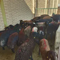 ۵۰ راس بره ماده درجه یک افشار