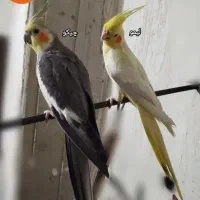 عروس هلندی مولد سخنگو|پرنده|بوکان, |دیوار