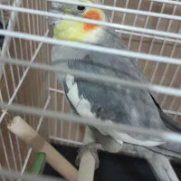 عروس هلندی نرسرحال|پرنده|مشهد, نیزه|دیوار