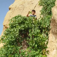 آبغوره درجه ۱|خوردنی و آشامیدنی|لوداب, |دیوار