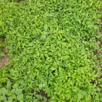 فروش نشاء گوجه، فلفل وبادمجان