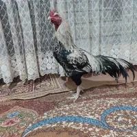 خروس نسل دار