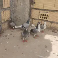 دمگیر خرقه