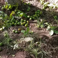 گردو پوست کاغذی   درجه یک کیلویی ۶۰تومن