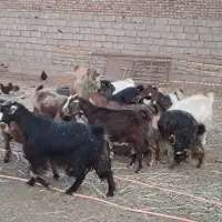 ۱۶ راس بز دو رگه|حیوانات مزرعه|باشتین, |دیوار