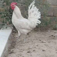 خروس فروشی