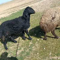 بره قوچ قره قزل لخت