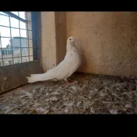 یک جفت نروماده کشیده۴۰سانتی قلدر