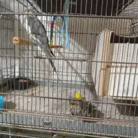 1000000|پرنده|قم, نوبهار|دیوار