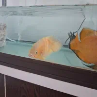 یک جفت ماهی اکواریوم اسکار نر و ماده