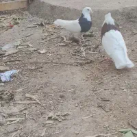 نر طوقی|پرنده|زرند, |دیوار