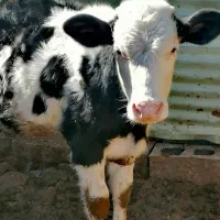 گوساله ماده