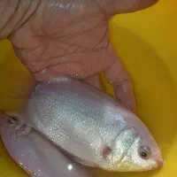 گورامی بوسنده مولد