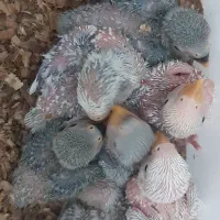 برزیلی سرلاکی