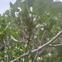 با-سلام-باغ-پسته-بارده