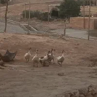 (غاز)