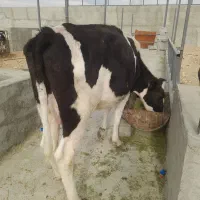 گاو گوساله نوبر شیری جنس خالص ۱۱۵ ملیون|حیوانات مزرعه|شیراز, بید زرد|دیوار