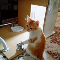 کلبه دستساز حیوان اهلی گربه ، سگ ، خرگوش