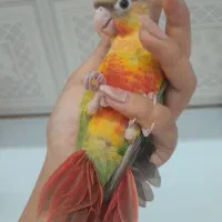 جوجه گرینچیک آناناسی رد دستی