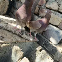 کفتر تهرانی|پرنده|ایرانشهر, |دیوار