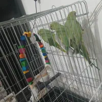 طوطی ملنگو دستی نر و ماده