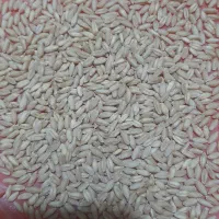 بذر گندم