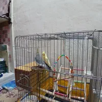 یک جفت عروس هلندی سالم و سر حال