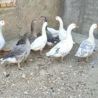 غاز