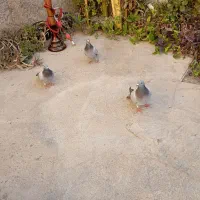 چندتا کفتر پلاکی