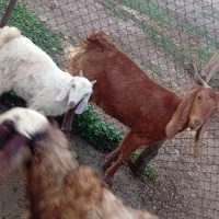 بز با بیگ نر دورگ