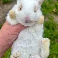 هدیه روز دختر خرگوش عروسکی|موش و خرگوش|مشهد, دانشجو|دیوار