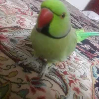 فروش طوطی ملنگو یک ساله