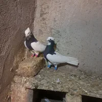 طوقی|پرنده|تاکستان, |دیوار