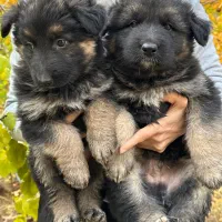 سگ ژرمن|سگ|رودهن, |دیوار