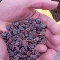 کشمش افتابی حدود 300کیلو