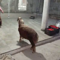 بره نر