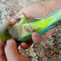 راهب بازی گوش|پرنده|فردیس, شهرک ۱۱۰|دیوار