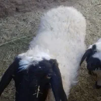 میش چهارزه فروشی دوقلوزا|حیوانات مزرعه|مود, |دیوار