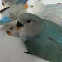 پرنده|پرنده|پرند, فاز ۲|دیوار