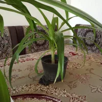 فروش گل‌های ذرتی|گل و گیاه طبیعی|فسا, |دیوار