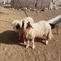 بره قوچ اصیل سنجابی بشرط|حیوانات مزرعه|گیلان غرب, |دیوار